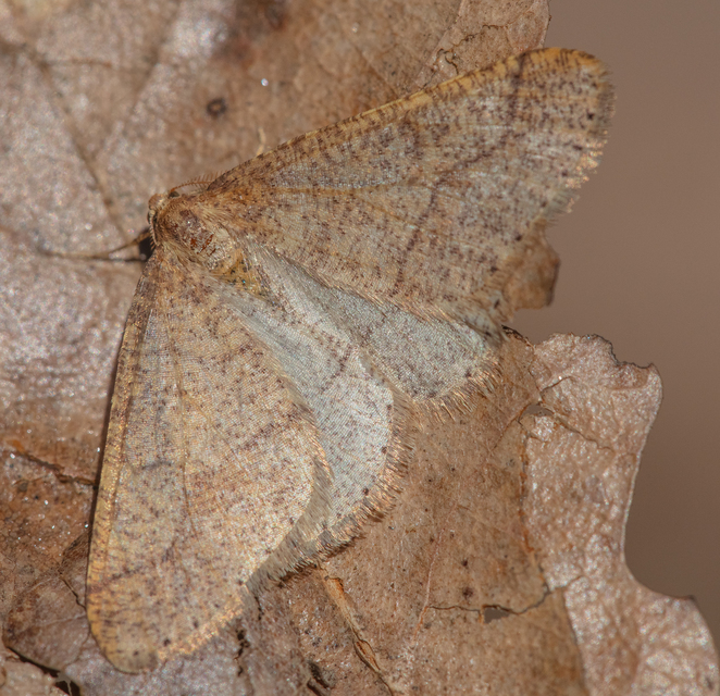 Agriopis marginaria - sárgás téliaraszoló