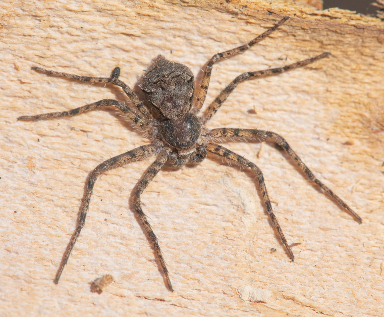 Philodromus