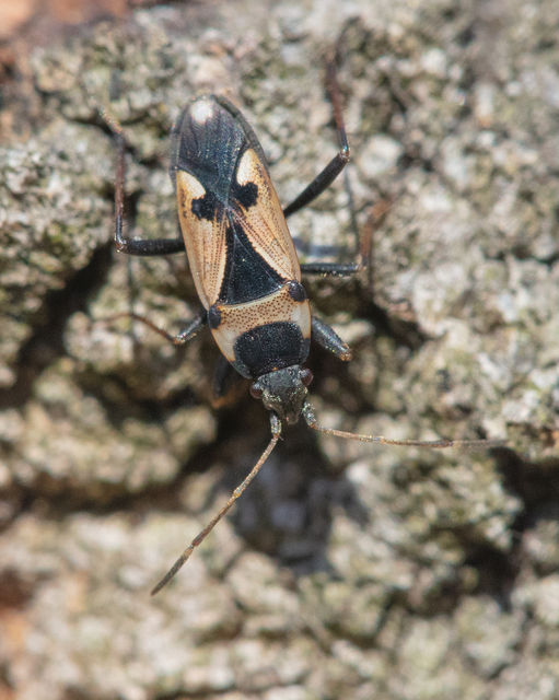 Raglius confusus