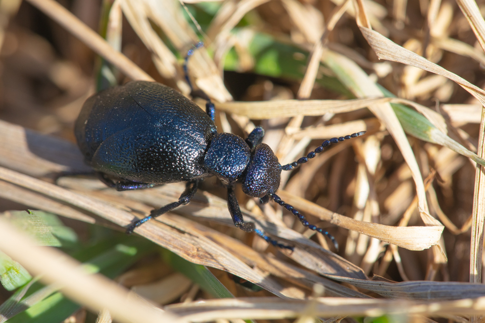 Meloe proscarabaeus - közönséges nünüke