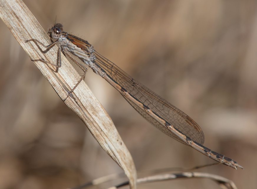 Sympecma fusca - téli rablószitakötő