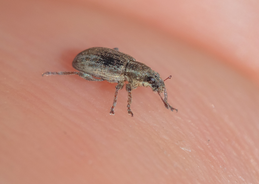 Sitona obsoletus - sárga csipkézőbogár