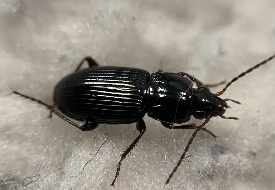 Pterostichus vernalis - ligeti gyászfutó