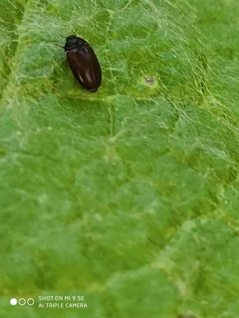 Attagenus