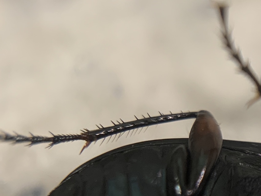 Poecilus cupreus - rezes gyászfutó