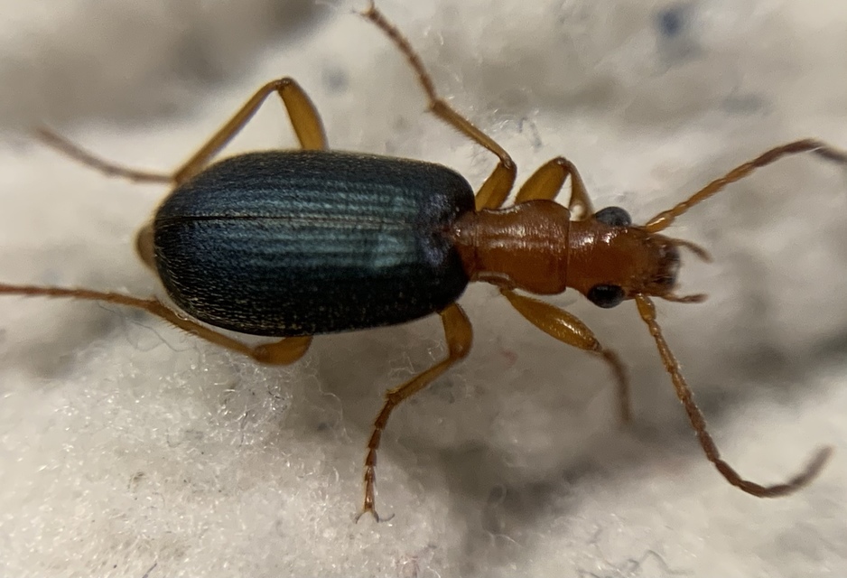 Brachinus elegans - mezei pöfögőfutó