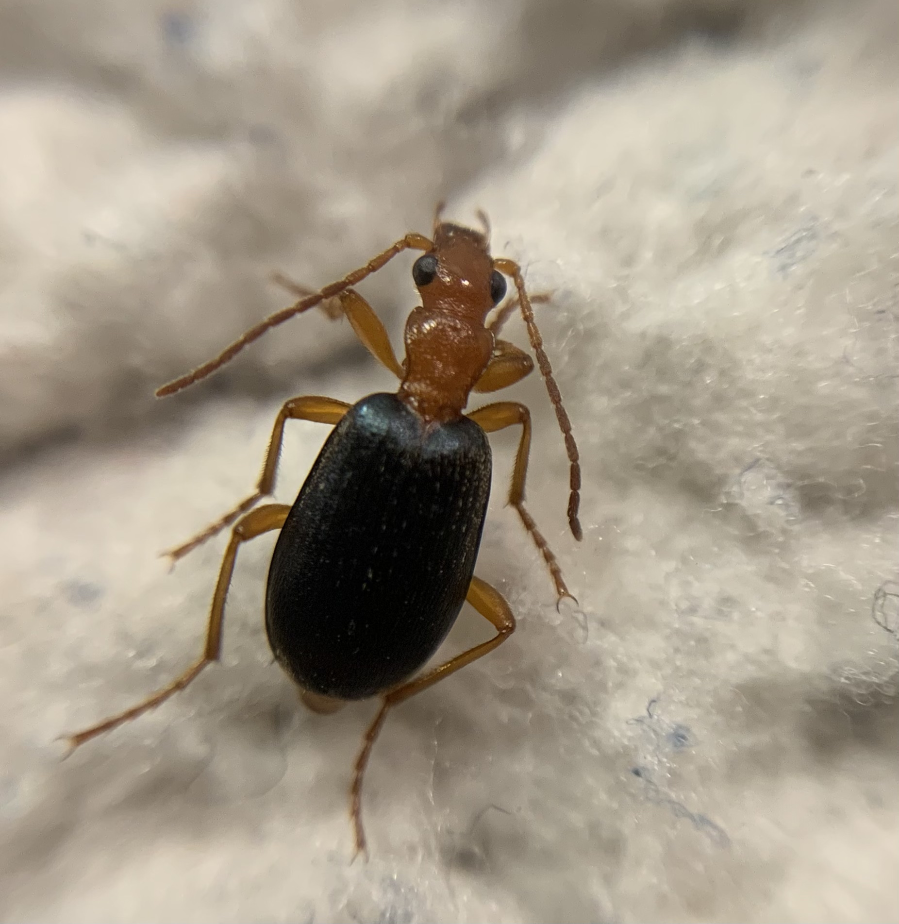 Brachinus elegans - mezei pöfögőfutó
