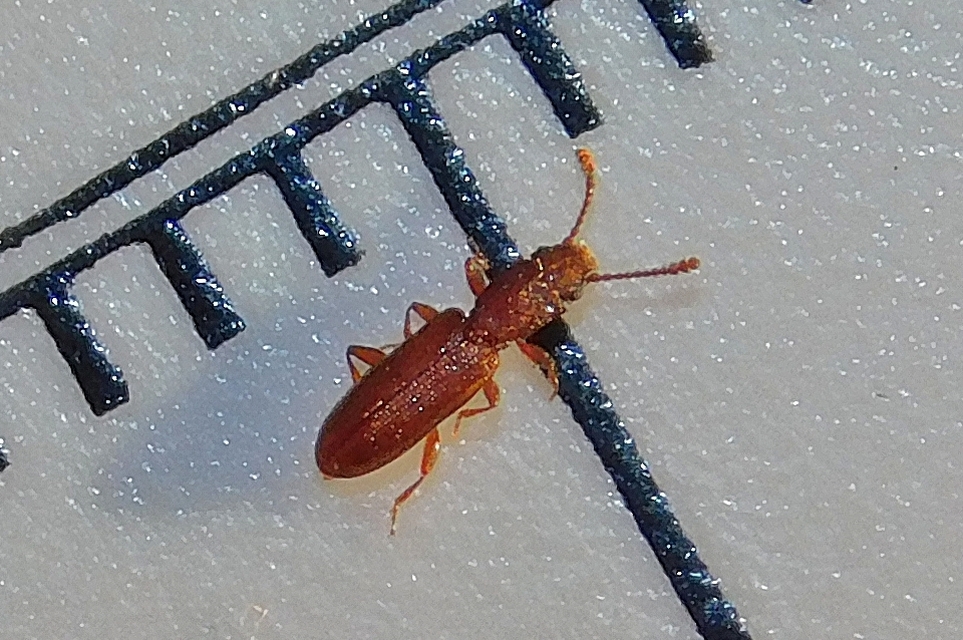 Silvanus