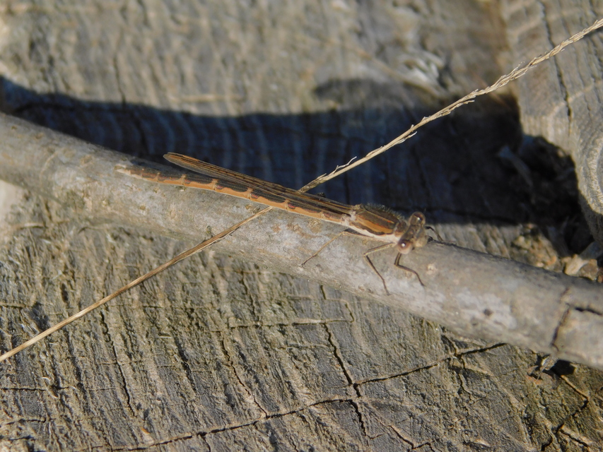 Sympecma fusca - téli rablószitakötő