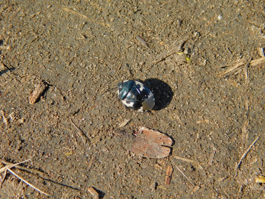 Tritomegas bicolor - foltos földipoloska