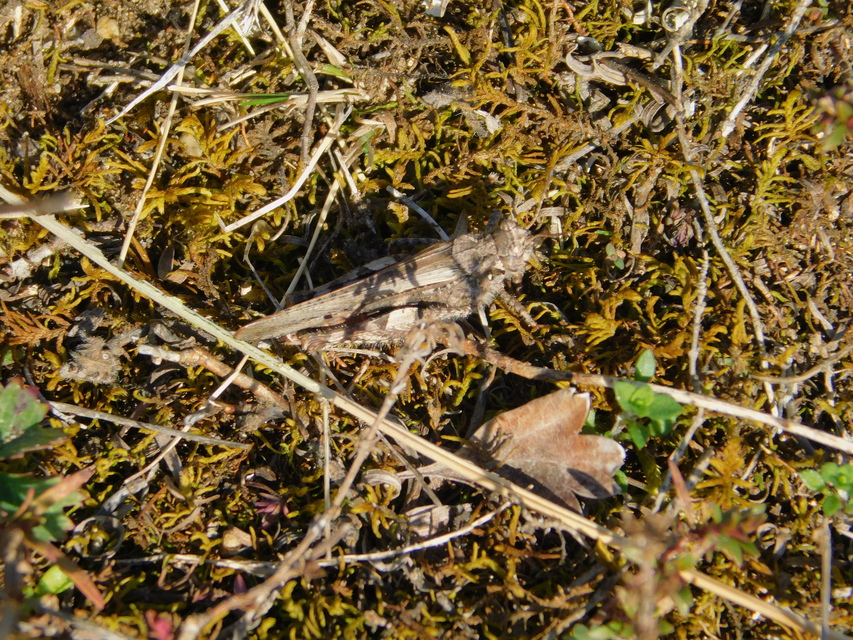 Acrotylus insubricus - önbeásósáska