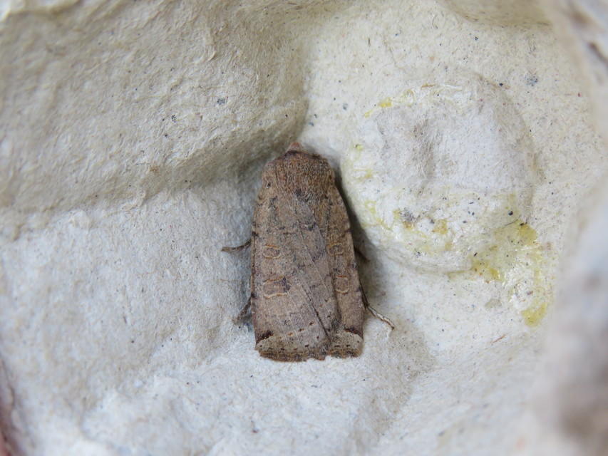 Conistra veronicae - veronika-őszibagoly