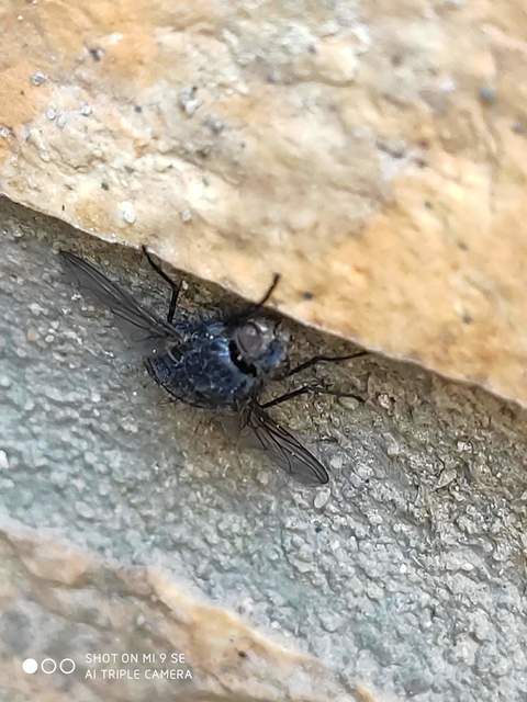 Calliphora