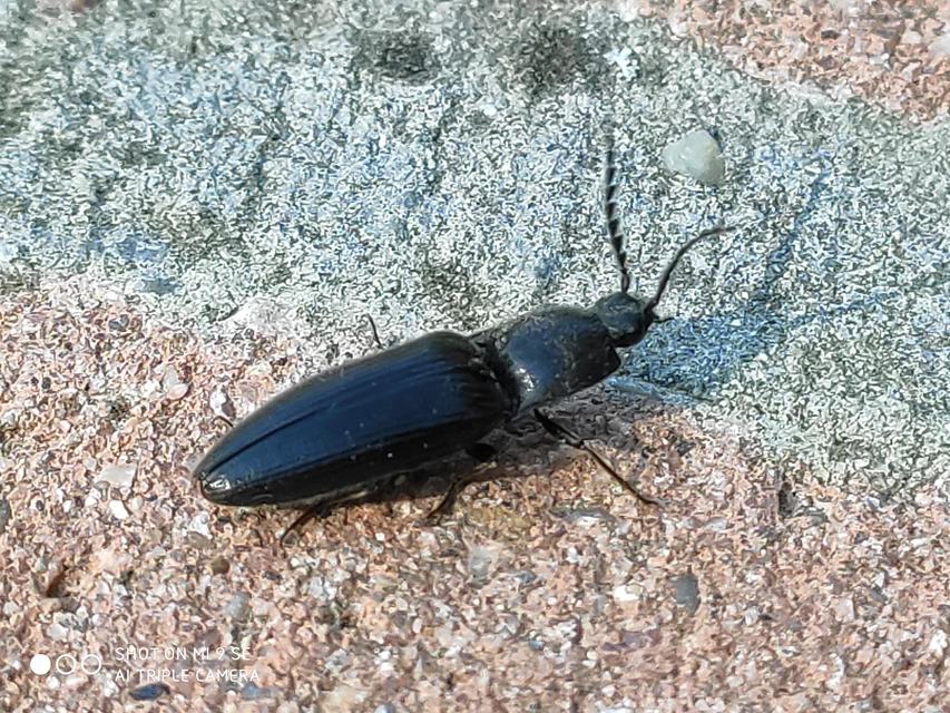 Melanotus