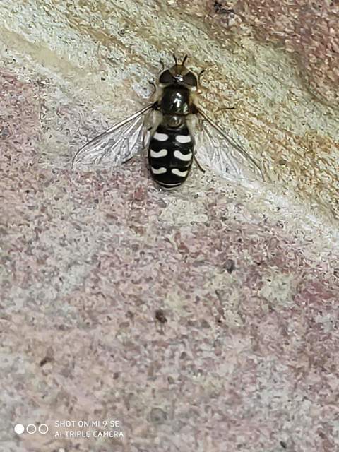 Scaeva pyrastri - gyakori nagyhomlokúlégy