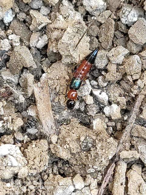 Paederus Paederus