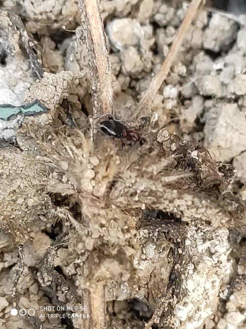 Anthelephila pedestris - hangyaszerű fürgebogár