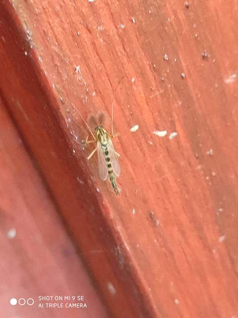 Chironomidae - árvaszúnyogok
