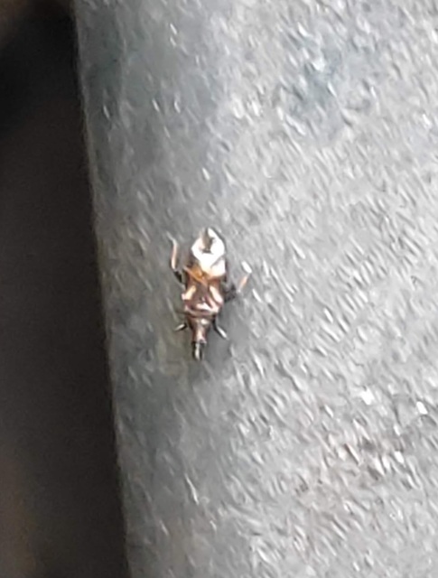 Anthocoridae - virágpoloskák Anthocoridae - virágpoloskák
