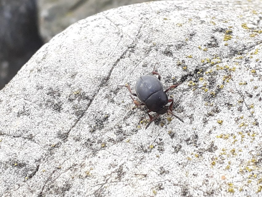 Leiodidae - pecebogárfélék Leiodidae - pecebogárfélék