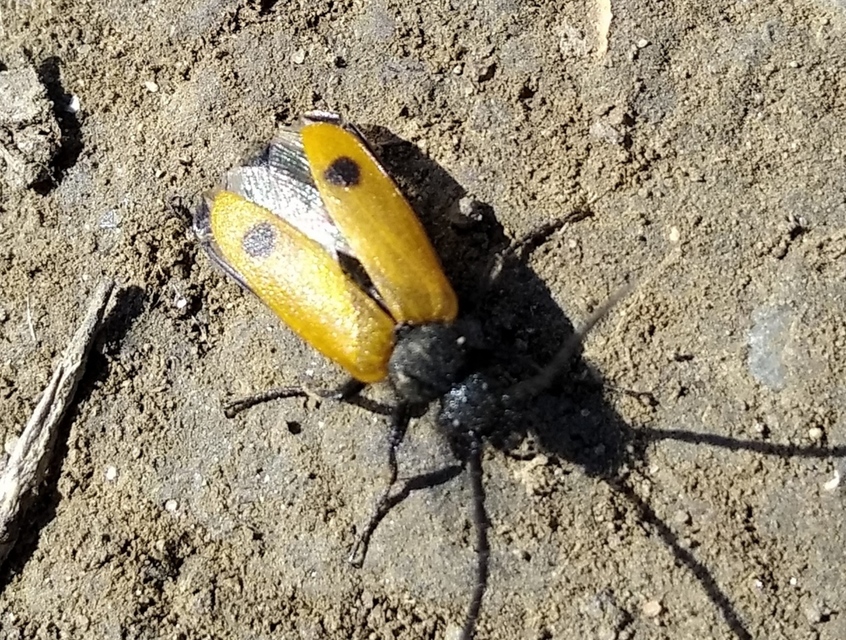 Apalus bimaculatus - kétfoltos élősdibogár
