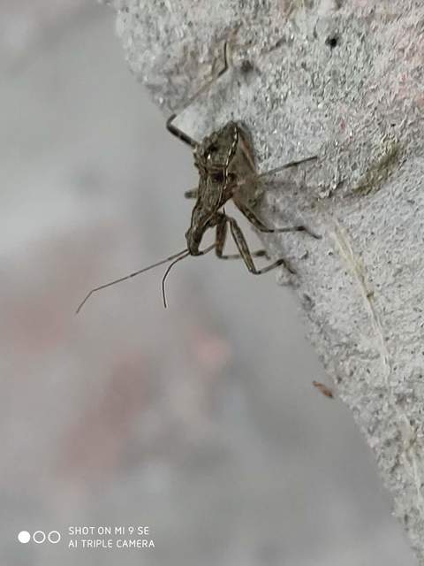 Himacerus