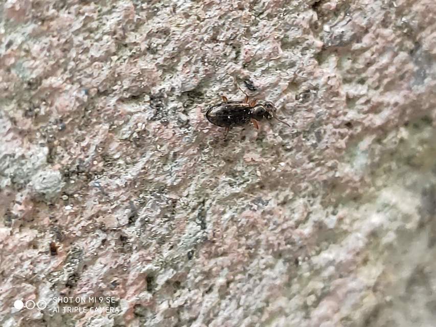 Asaphidion flavipes - közönséges sárfutó