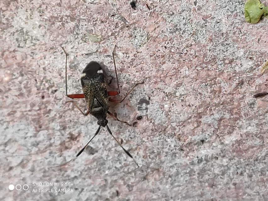 Closterotomus biclavatus - aranyszőrű mezeipoloska