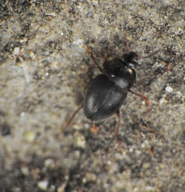 Leiodidae - pecebogárfélék Leiodidae - pecebogárfélék