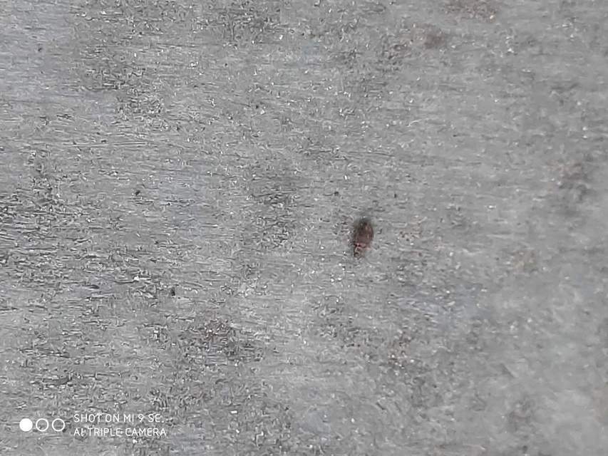 Latridiidae - pudvabogárfélék Latridiidae - pudvabogárfélék