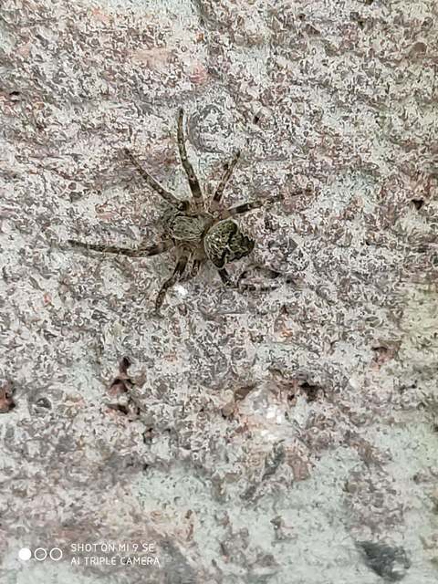Araneus circe/angulatus