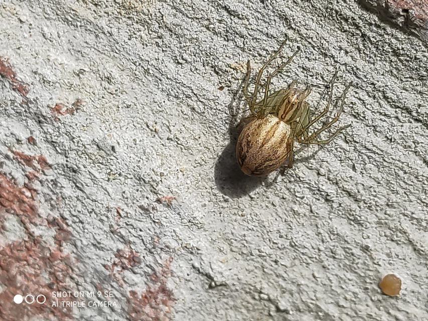 Oxyopes lineatus