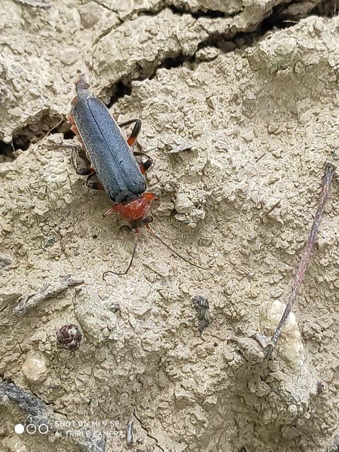 Cantharis livida - mezei lágybogár