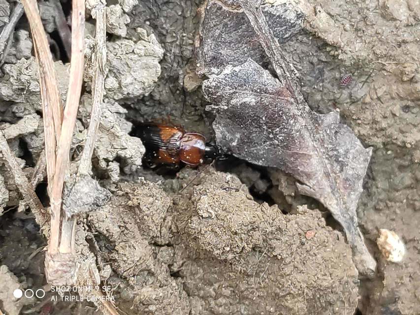 Stenolophus teutonus - nagyfoltos turzásfutó