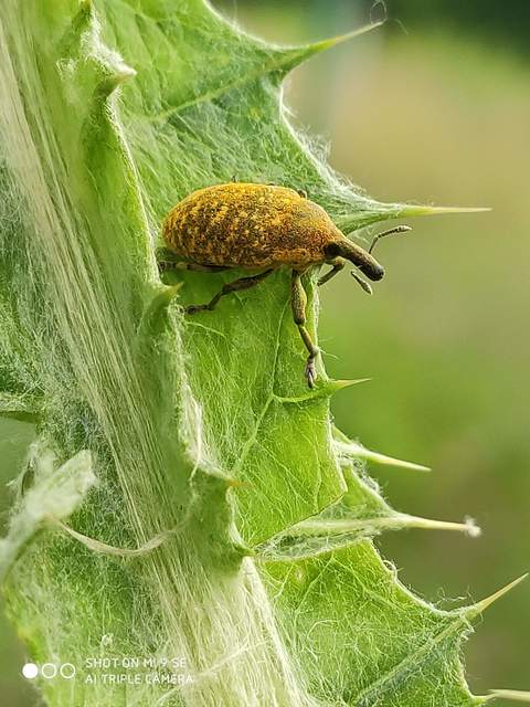 Larinus sturnus - aszat-púderbarkó