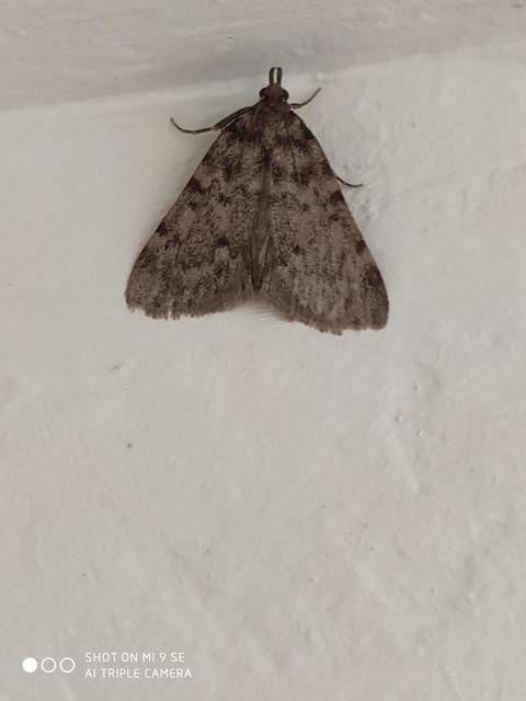 Aglossa pinguinalis - zsiradékmoly