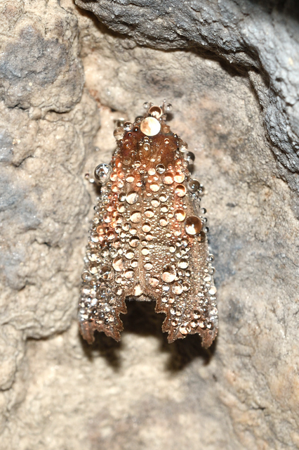 Scoliopteryx libatrix - vörös csipkésbagoly