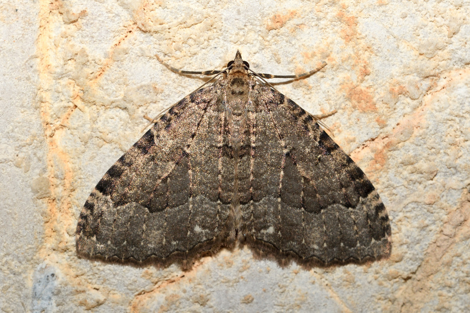 Triphosa dubitata - kutyabenge-araszoló
