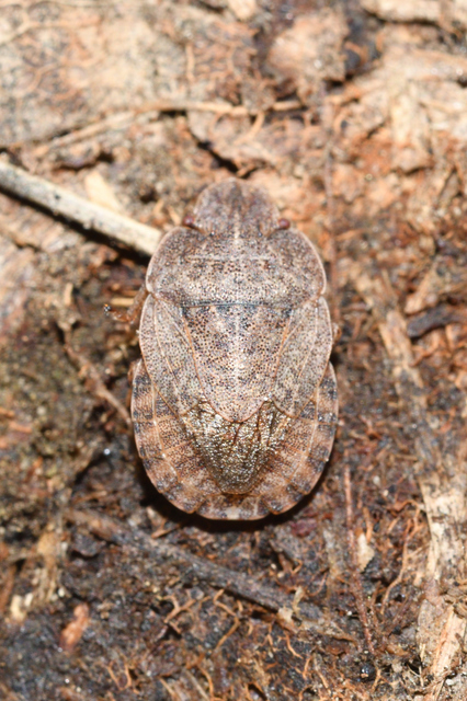 Sciocoris Sciocoris
