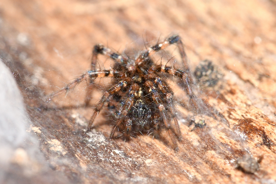 Textrix denticulata - fogas zugpók