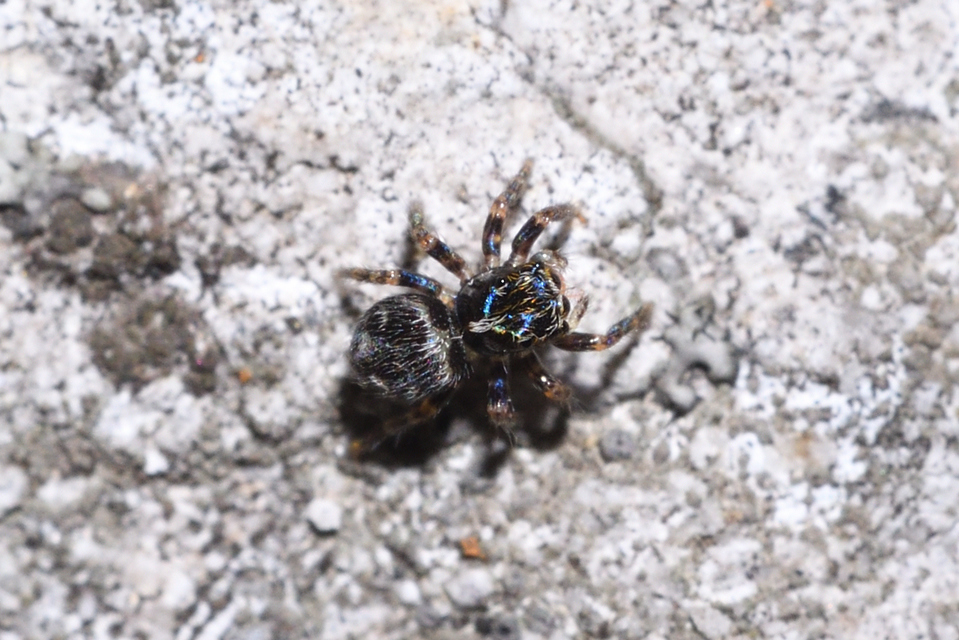 Pseudeuophrys obsoleta - barna ugrópók