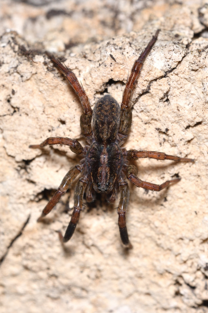 Trochosa
