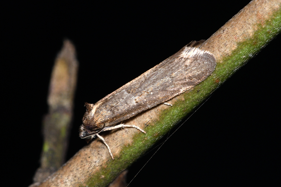Tortricodes alternella - tavaszi sodrómoly