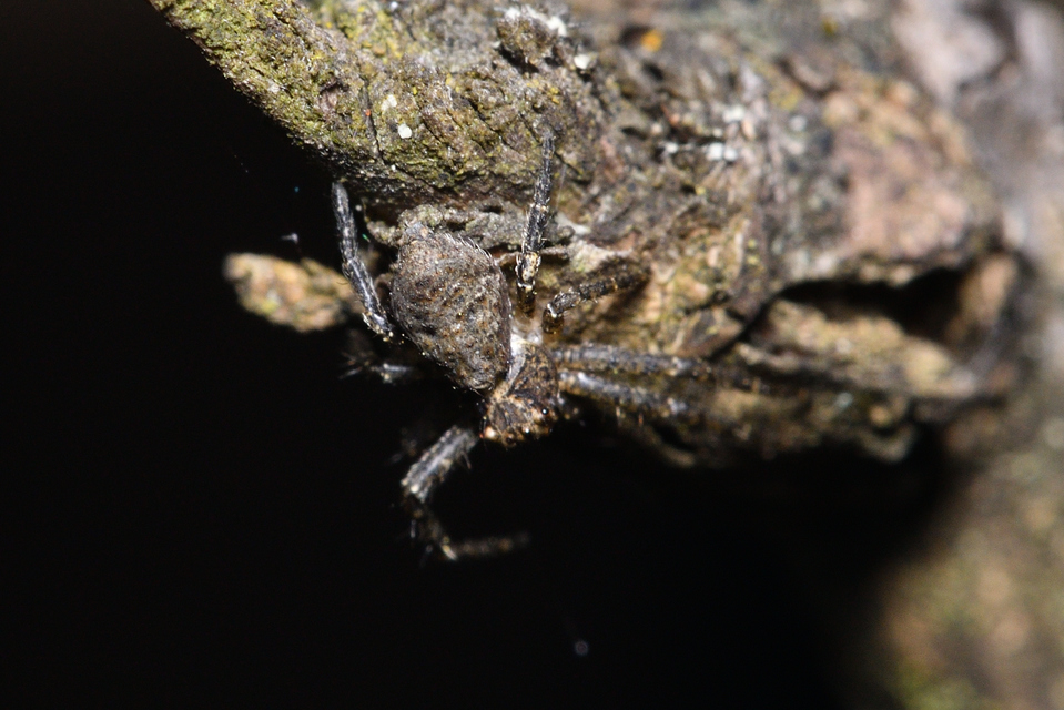 Tmarus