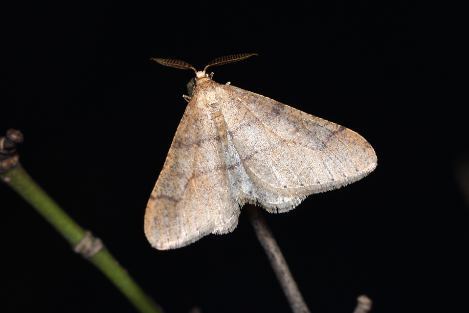 Agriopis marginaria - sárgás téliaraszoló
