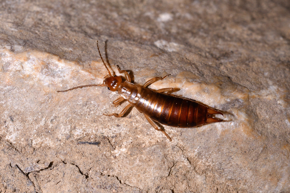 Chelidurella acanthopygia  - erdei fülbemászó