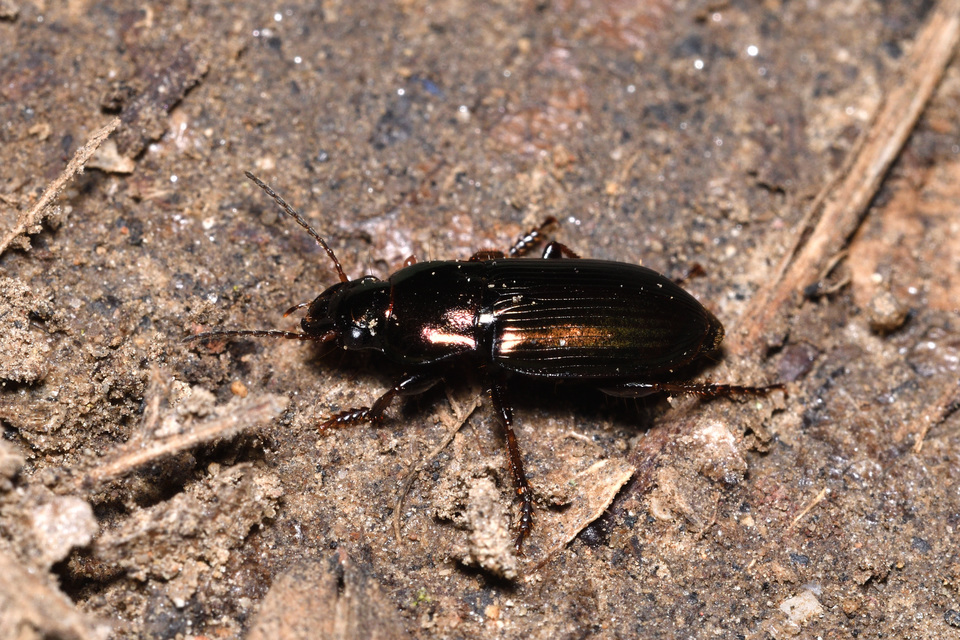 Harpalus distinguendus - mezei lomhafutó