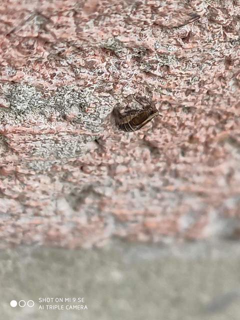 Delphacidae - sarkantyús kabócák