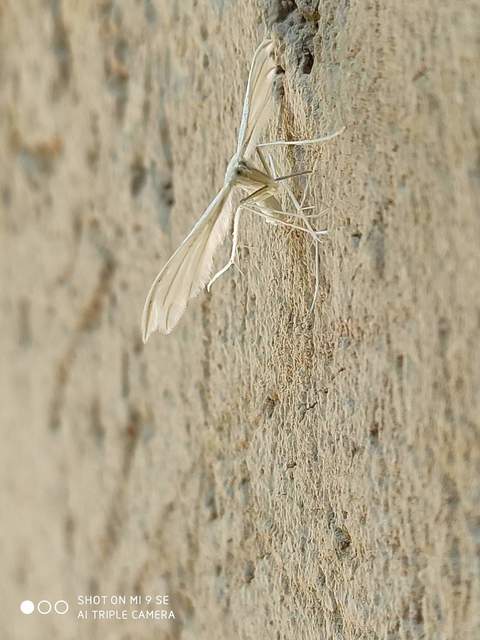 Pterophorus pentadactyla - fehér tollasmoly