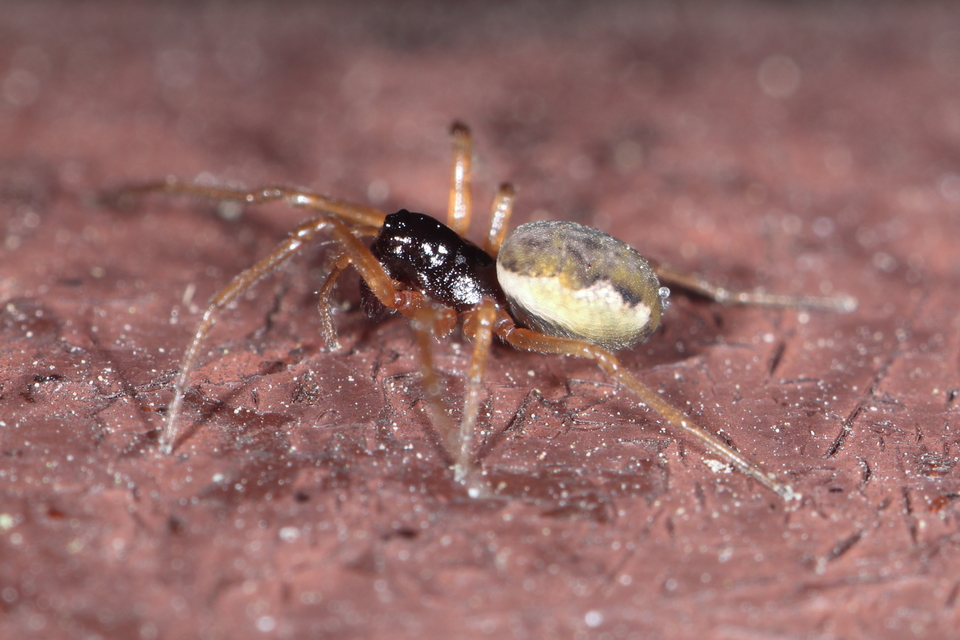 Pachygnatha